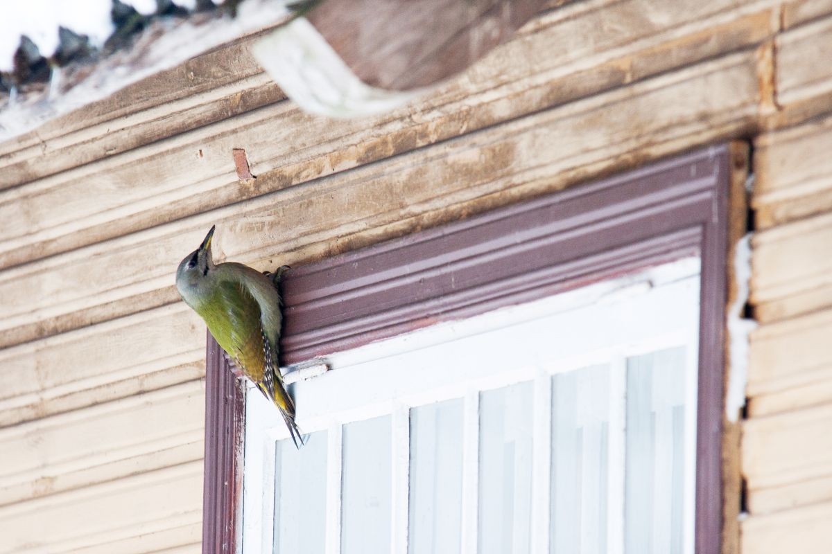 Hallpea-rahn_elamu_seinal_Karl_Adami