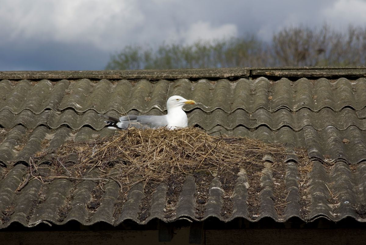 Hobekajakas_pesa_Andrus_Kannel