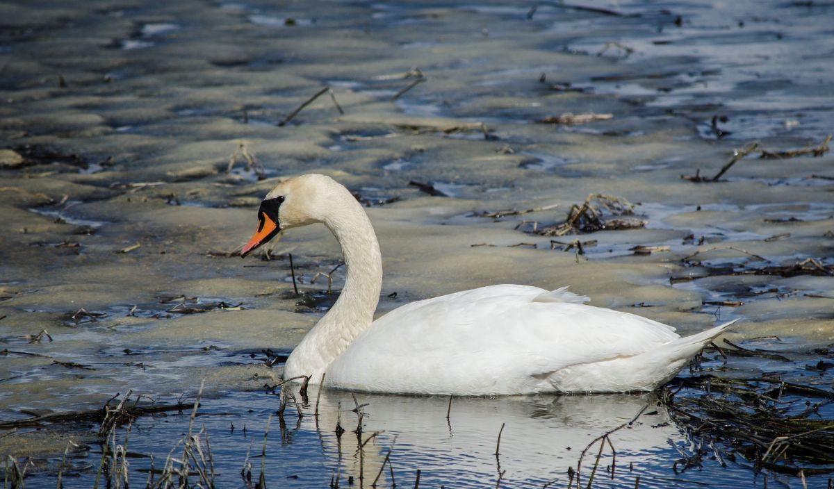 Kuhmnokk-luik_Kadri_Niinsalu