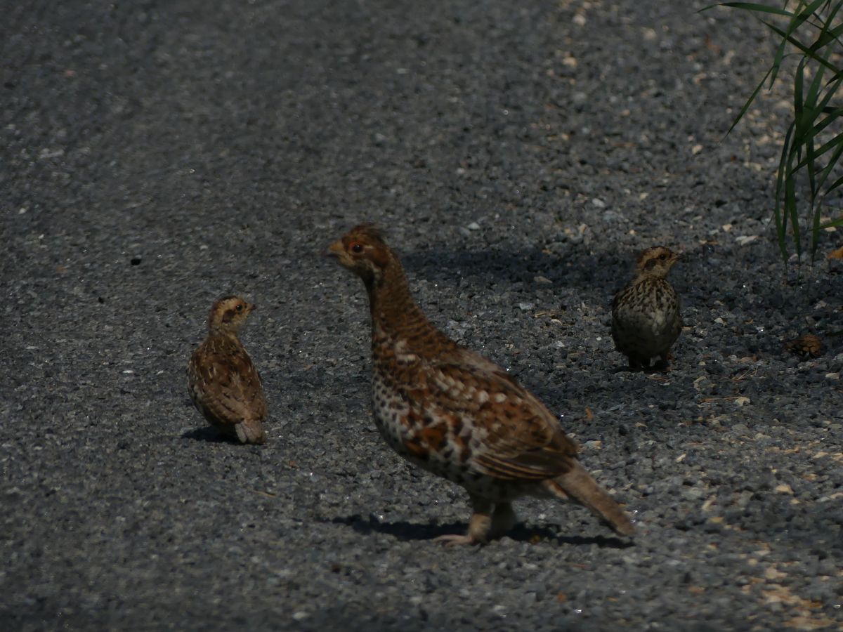 Laanepuu_soidutee_Roland_P&otilde;ld