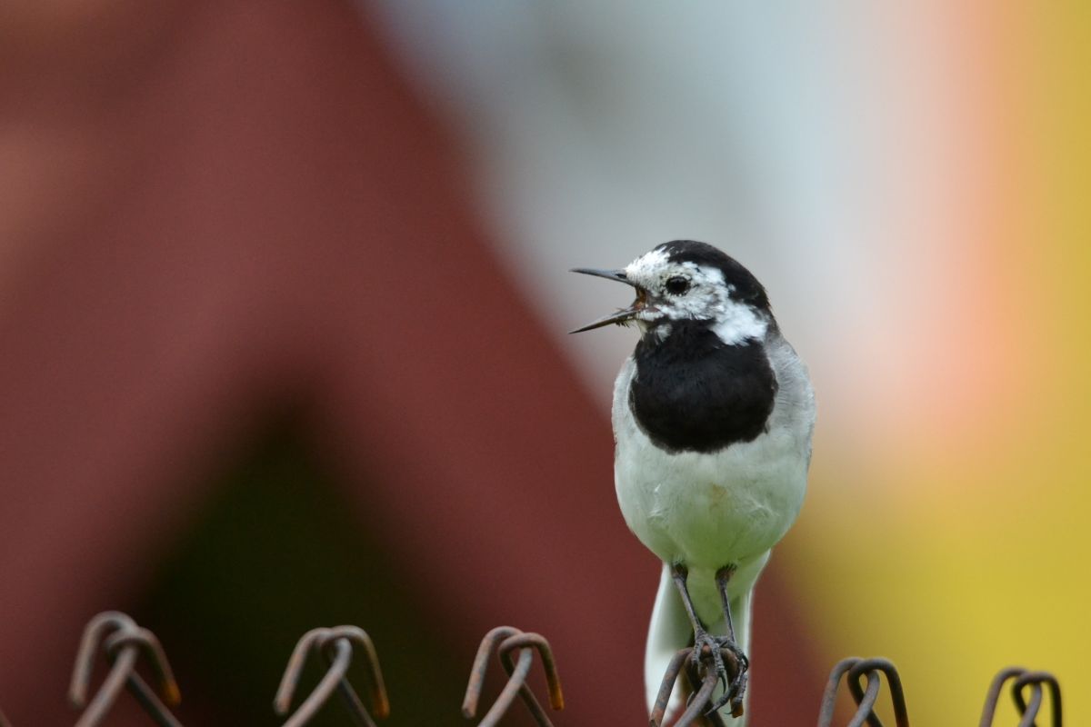 Linavastrik_Janek_Loog