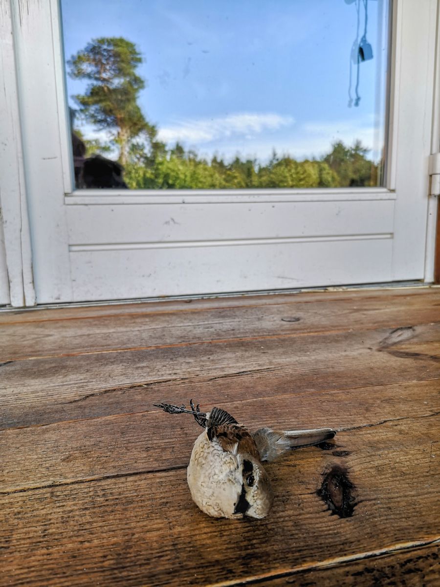 Lind_aken_Kunter_T&auml;tte