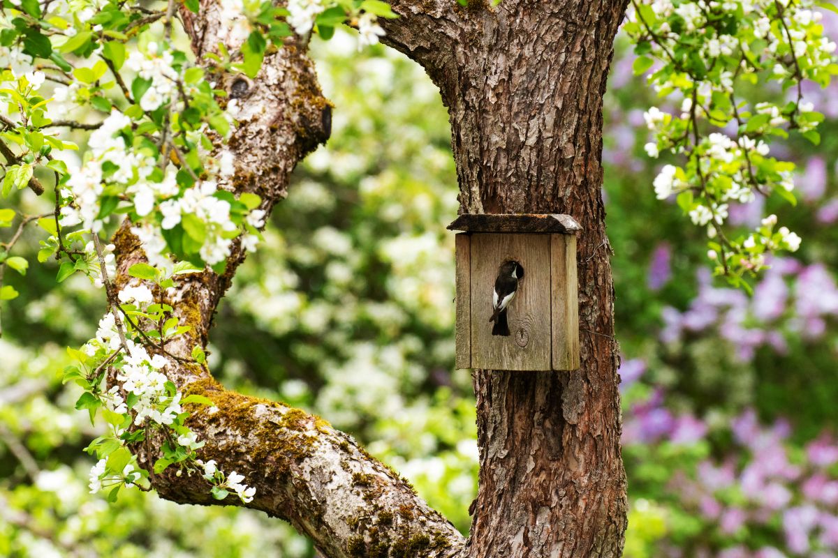 Must-karbsen&auml;pp_pesakast_aed_Karl_Adami