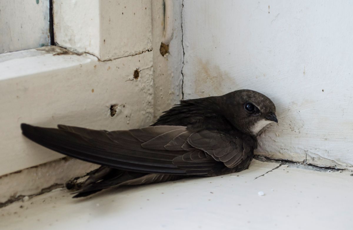 Piiritaja_Kadri_Niinsalu