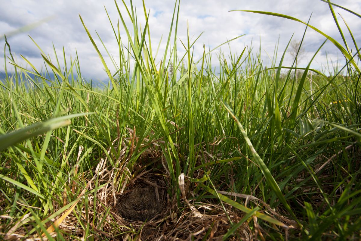 Poldlooke_pesa_Karl_Adami