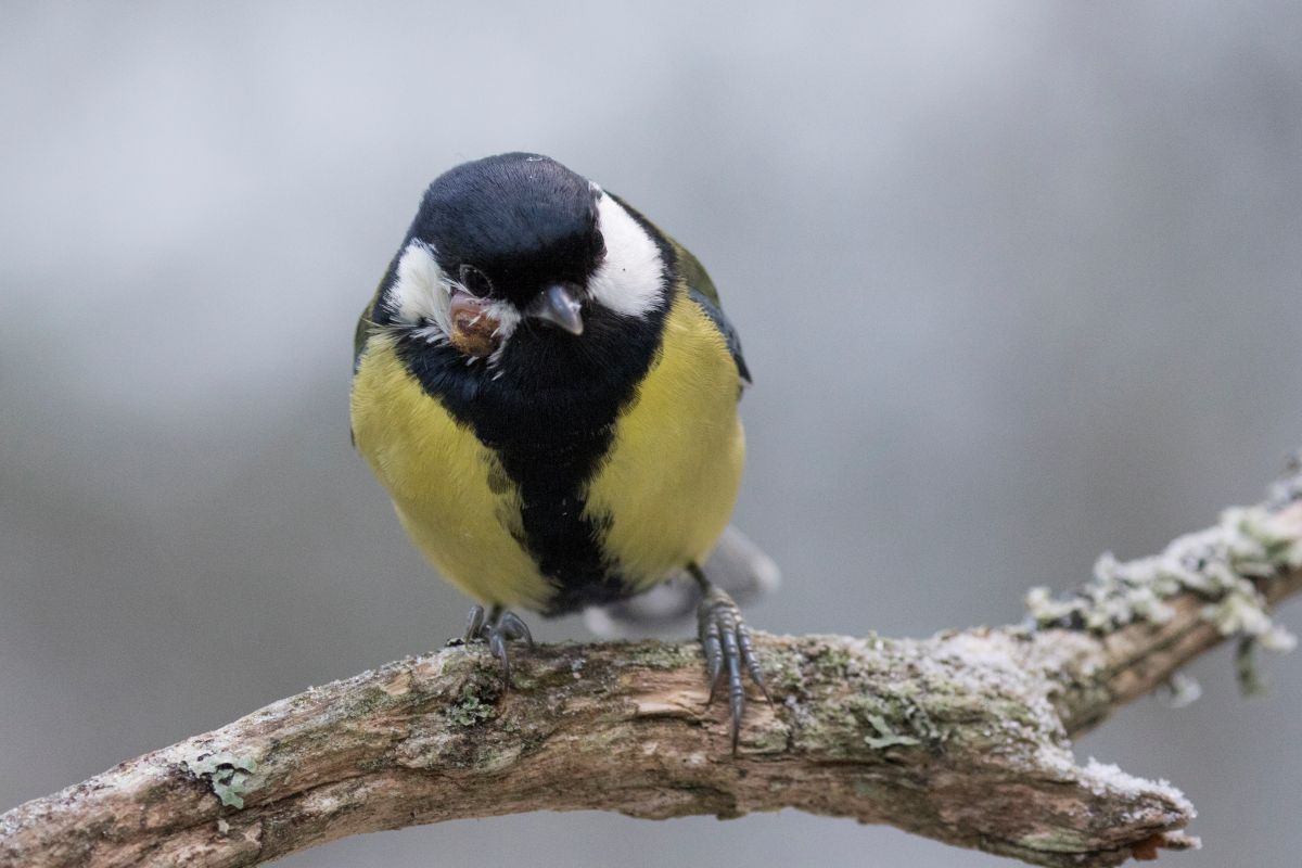 Rasvatihane_haige_Kauro_Kuik