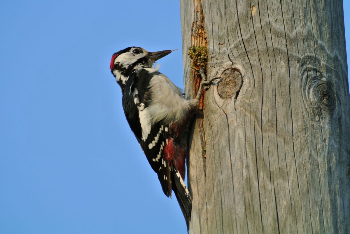Suur-kirjurahn_Moonika_Bukotkin