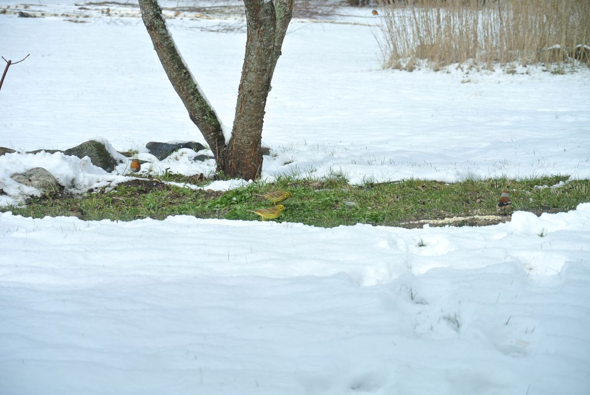 Talvike-punarind-metsvint_Moonika_Bukotkin