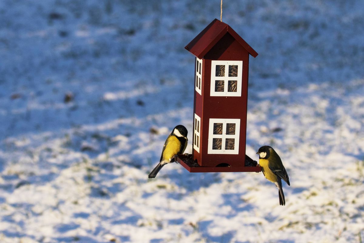 Toidumaja_rasvatihane_Karl_Adami