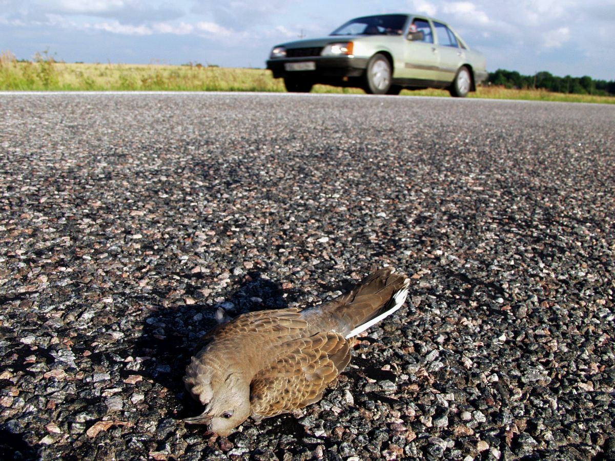 Turteltuvi_liiklus_surnud_Andres_Tennus