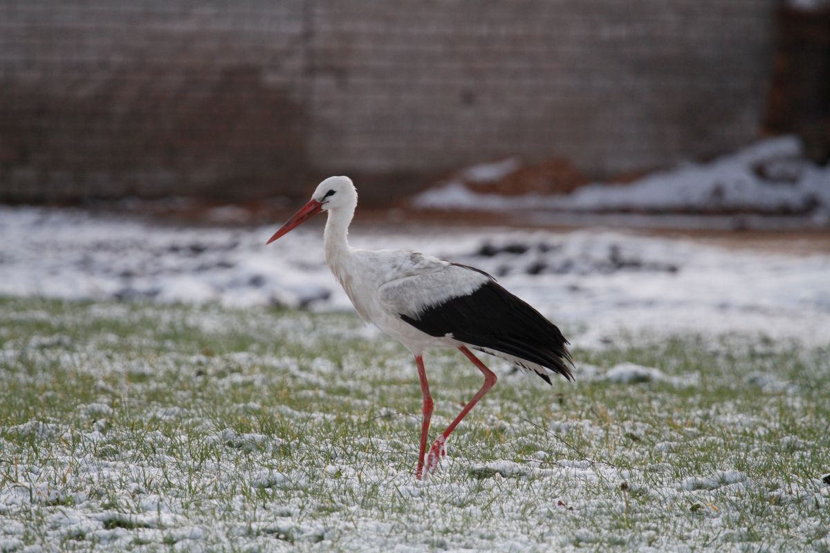 Valge-toonekurg_Joesuus_01.12.2020_Rein_Kalmus