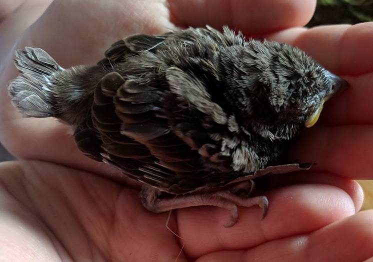 Varblasepoeg_Liis_Keerberg