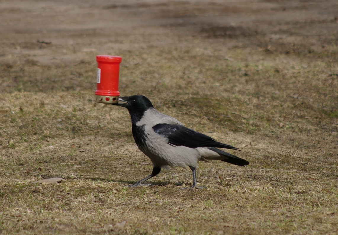 hallvares_hauakuunal