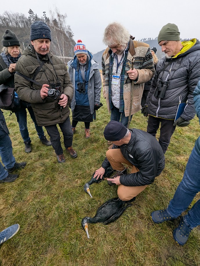 L&auml;ksime ekskursioonile elusaid kormorane otsima, aga leidsime ka paar surnud kormorani j&otilde;est. M&auml;rgid n&auml;itasid, et t&otilde;en&auml;oliselt maha lastud.