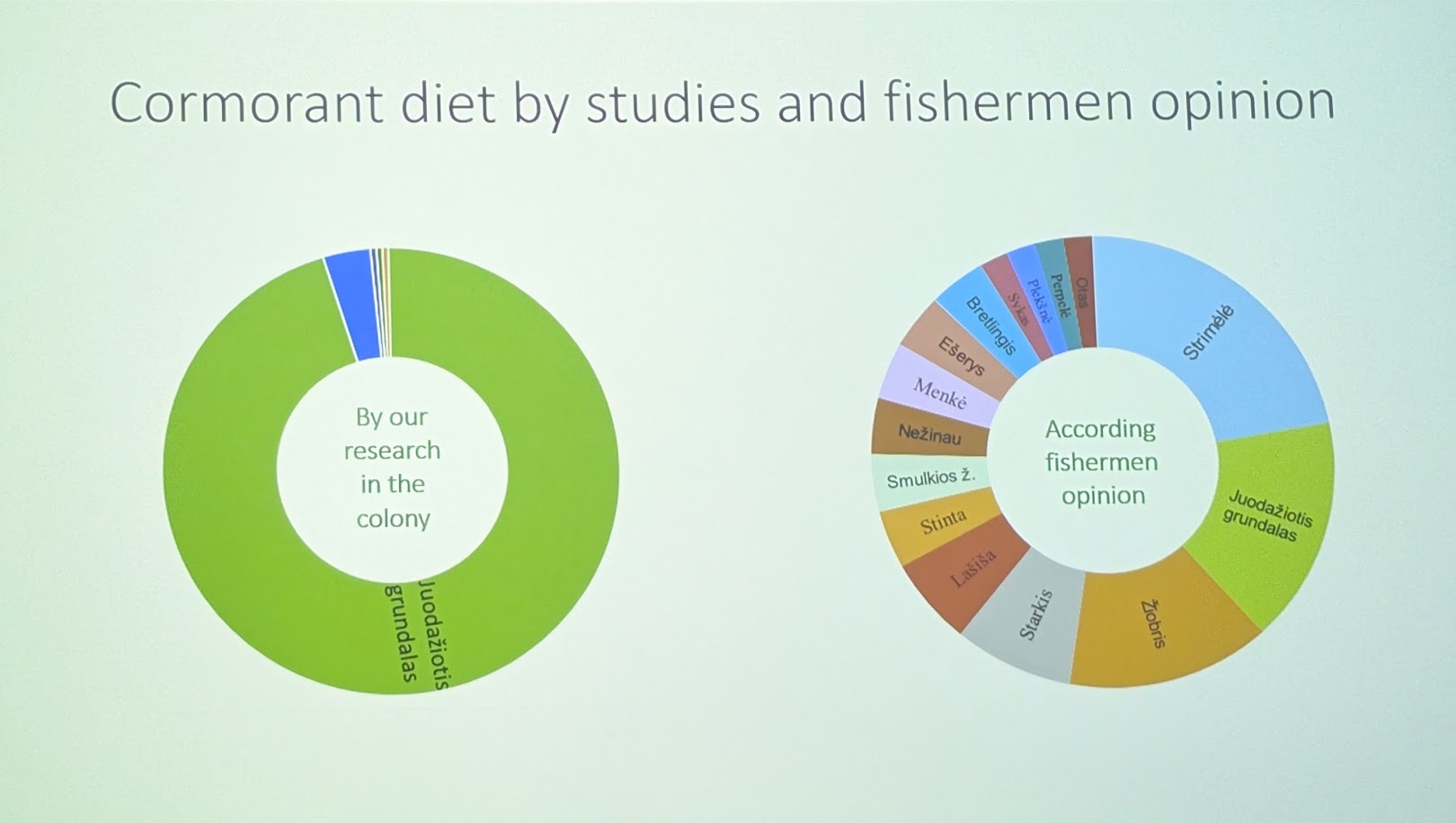 Leedu teadlaste seansi k&otilde;nekas slaid, kus oli k&otilde;rvuti esitatud mida kalurid arvavad, et kormoran s&ouml;&ouml;b (paremal) ja et mida kormoranid toitumisuuringu p&otilde;hjal s&otilde;id (k&otilde;ik see suur roheline ala on &uuml;marmudil).