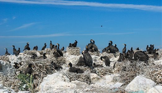 Kormoranikoloonia. Foto: Kunter Tätte