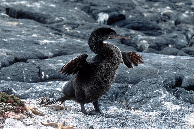 Galápagose kormoran