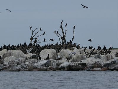 Kormoranikoloonia. Foto: Irja Tammekänd