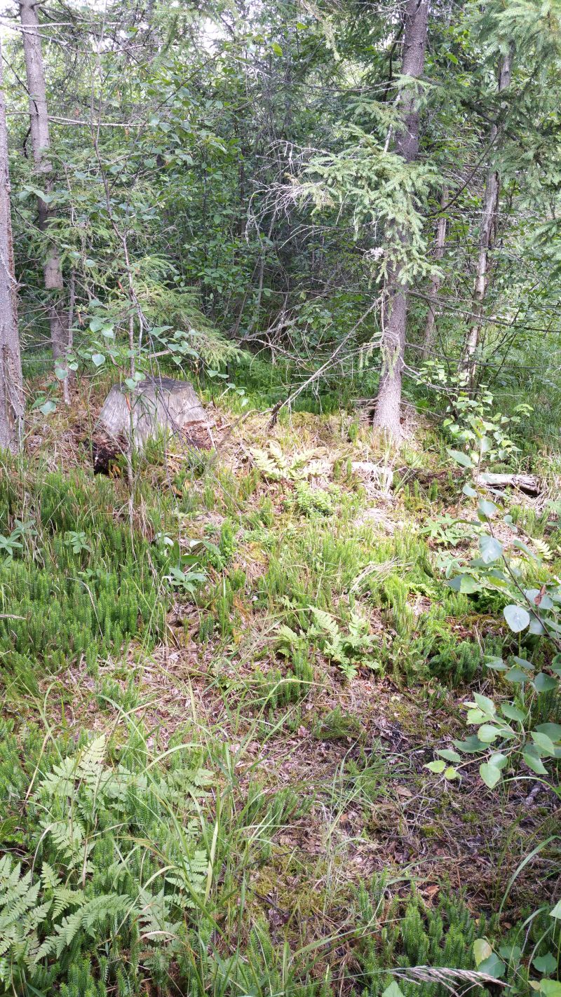 Tähelepanelik silm võib veel juuli lõpuski metsavarjust mõne pesal istuva metskurvitsa emaslinnu leida.