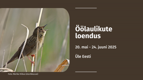 Öölaulikute loendus 2025