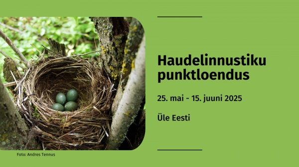 Haudelinnustiku punktloendus 2025