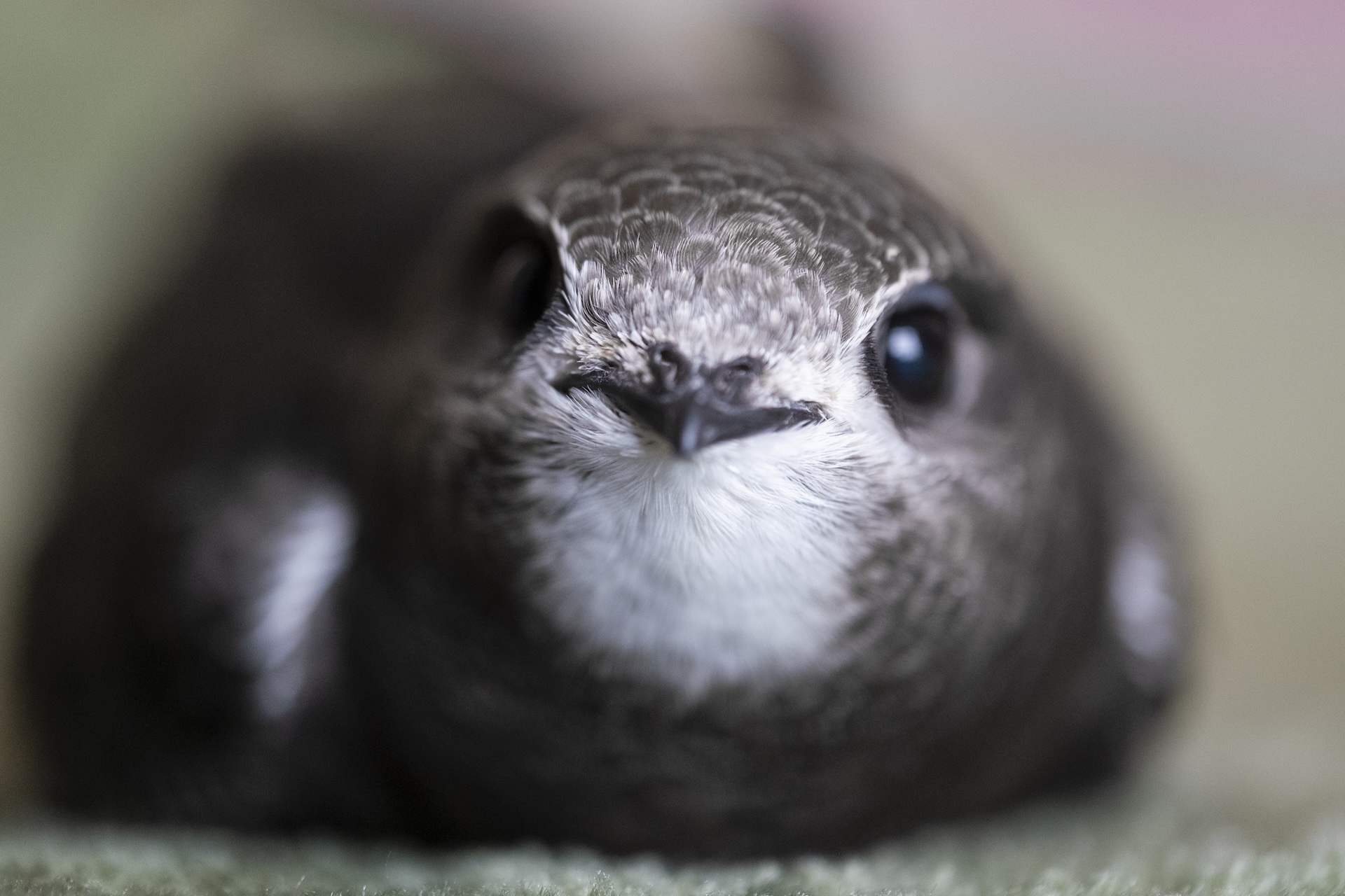 Päästetud piiritaja. Foto: Sam Turley (rspb-images.com)
